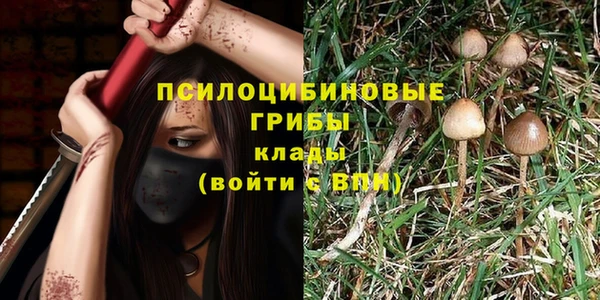 прущие грибы Алзамай
